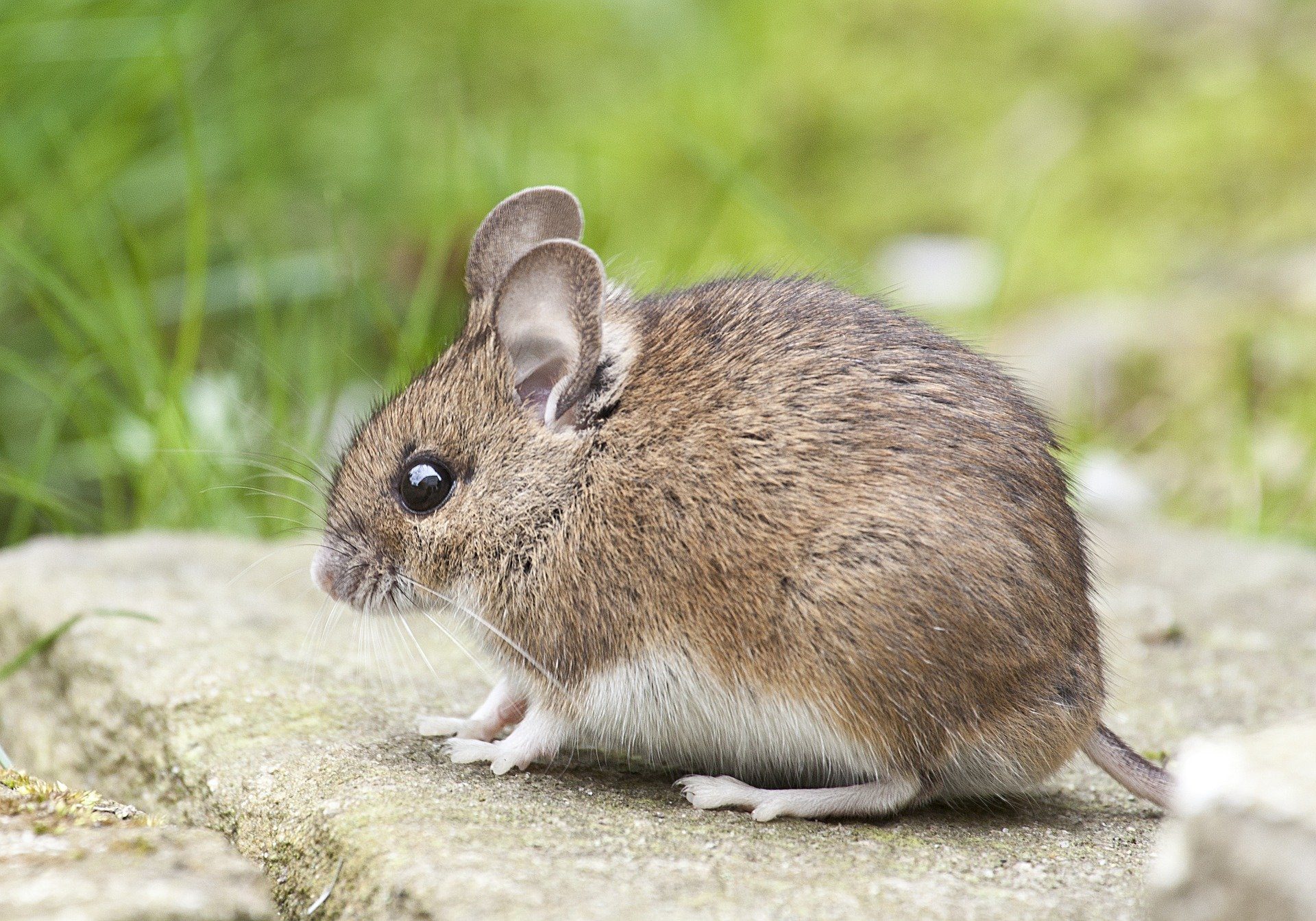 BPCA certified technicians (British Pest Control Association) Mice control Stevenage, Hertfordshire